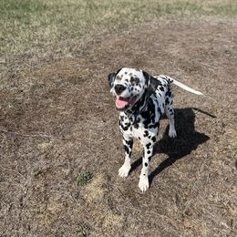 Dalmatian Puppies from Hallmark Dalmatians;