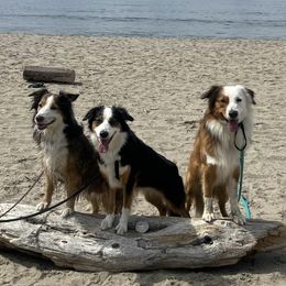 English Shepherd All Grown Up from Mondurles English Shepherds