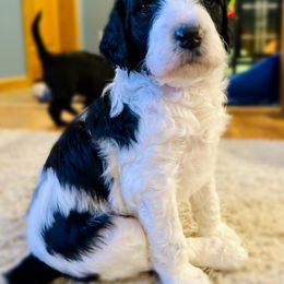 Goldendoodle Puppies from Sunrise Doodles