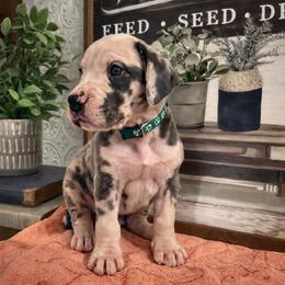 Light Blue Collar - Harlequin male Great Dane puppy in Carencro, Louisiana from Halsey Danes