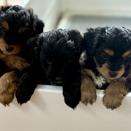 Aussiedoodle puppies from Just Wright Doodles