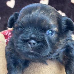 Jacob - Black and tan male Shih Tzu puppy in Claremont, California from Lovable Shih Tzus
