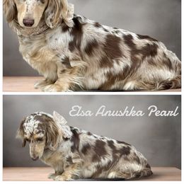 Elsa - Dachshund