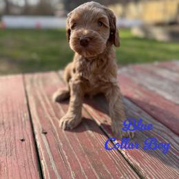 Sparky - Apricot male Australian Labradoodle puppy in Rhode Island from Highland Beach Labradoodles