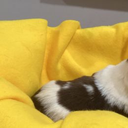 Violet - Piebald Dachshund puppy in Windsor, New York from Sweeney’s Weenie Dogs