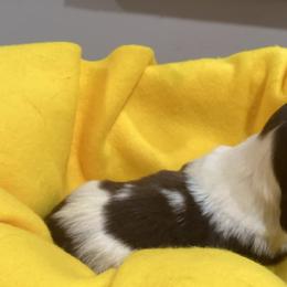 Violet - Piebald Dachshund puppy in Windsor, New York from Sweeney’s Weenie Dogs