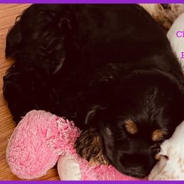 Cocker Spaniel Puppies from Angelic Cocker’s