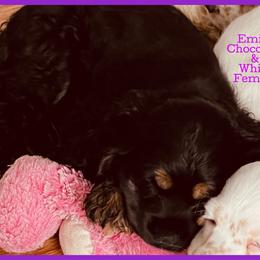 Cocker Spaniel Puppies from Angelic Cocker’s