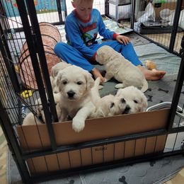 Golden Retriever Puppies from Triple D Ranch