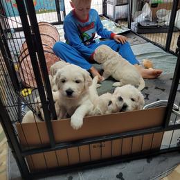 Golden Retriever Puppies from Triple D Ranch