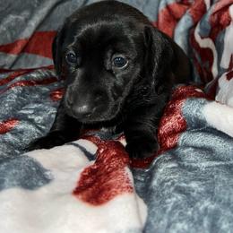 Latte - Black female Dachshund puppy in Nevada, Missouri from Backroad Fur Babies