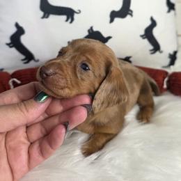 Boy 2 - Dapple male Dachshund puppy in Austin, Colorado from Colorado Mini Dachshunds & Mini Pomskies