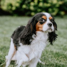 Lily - Cavalier King Charles Spaniel