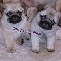 Pug Puppies from Companion Pups