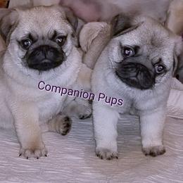 Pug Puppies from Companion Pups