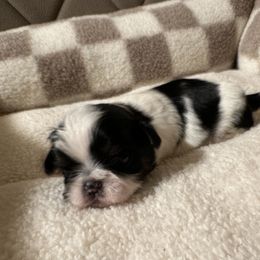 Shih Tzu Puppies from Irma Herrera