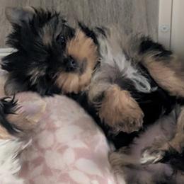 Yorkshire Terriers from Madame Yorkie