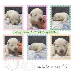 White Male D - White male German Shepherd puppy in New Martinsville, West Virginia from Hunter K-9