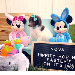 Poodle Puppies from The Parti Collection