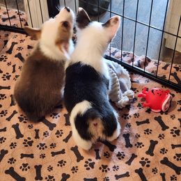 Pembroke Welsh Corgi Puppies from Lindsey's Lovely Little Corgis