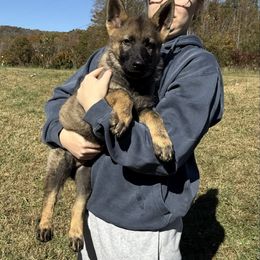 O' John Boy - Sable male German Shepherd puppy in Warren County, Tennessee from K.A.K’s German Shepherds of Cove Creek
