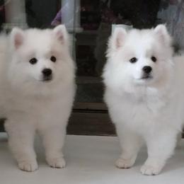 American Eskimo Dog puppies from Kaydells Eskies