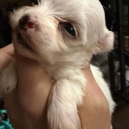 Rollo - White male Morkie puppy in Winston Salem, North Carolina from Patty’s Paws