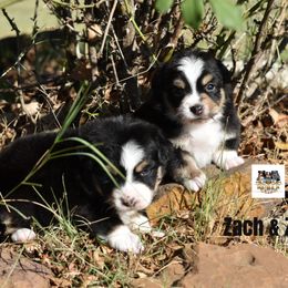BTF 4 - Black tri female Toy Australian Shepherd puppy in Joshua, Texas from Double M Toy and Mini Aussies