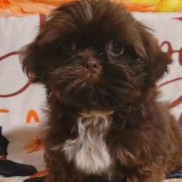 Phillipe - Red male Shih Tzu puppy in Parma, Ohio from D's DeVine Shih-Tzu