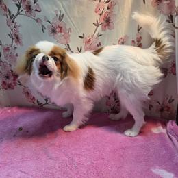 Japanese Chin Puppies from Windhaven Japanese Chin