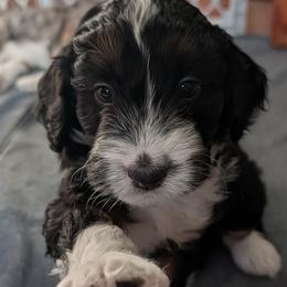 Cosmo - Black tri-color male Aussiedoodle puppy in New Durham, New Hampshire from Ridgeview Aussiedoodles