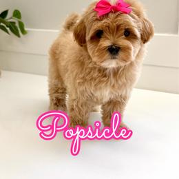 Popsicle - Apricot female Maltipoo puppy in Buford, Georgia from Petite Posh Puppies