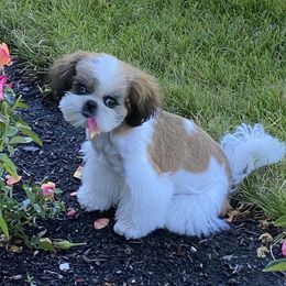 Phoenix - Shih Tzu