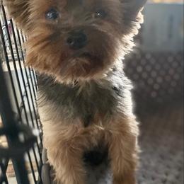 Shih Tzus, Shorkies, Yorkipoos, and Yorkshire Terriers from Little Rascal Ranch
