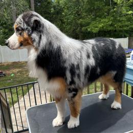 Vik - Australian Shepherd