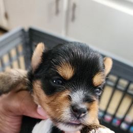 Girl 2 - Black and tan female Yorkshire Terrier puppy in Newport News, Virginia from Ty-Shea Designs Yorkies and More LLC