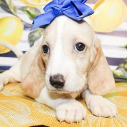 Sassy - Lemon and white female Basset Hound puppy in Antlers, Oklahoma from Rocking H