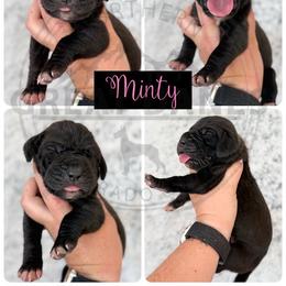 Minty - Black female Great Dane puppy in Sac City, Iowa from Northern Great Danes of Colorado & Iowa