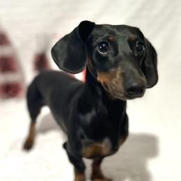 Oscar - Dachshund