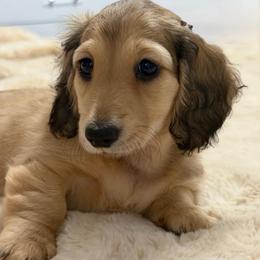 Felicity - Cream female Dachshund puppy in Murfreesboro, Tennessee from Kimbrie's Dream Cream Doxies
