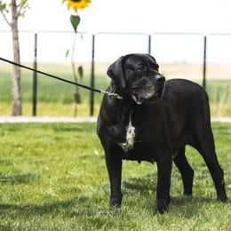 Sonia - Black female Cane Corso puppy in Hudson, Colorado from Iconic Corso Kennel