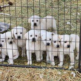 Boy 1 - Labrador Retriever puppy in Priest River, Idaho from Lazy Daisy Labs
