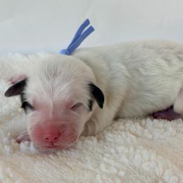 Legacy - Light Blue - White and badger male Great Pyrenees puppy in San Marcos, California from Faith Family Freedom Farm