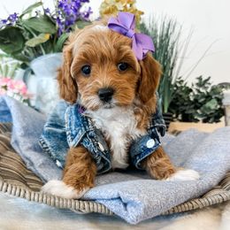 Loretta Lynn - Red  female Goldendoodle puppy in Pleasant Grove, Utah from Destination Doodles