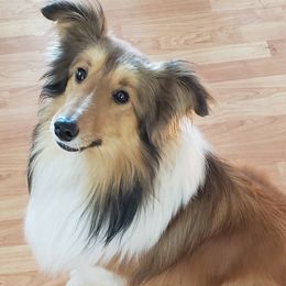 Tucker - Shetland Sheepdog