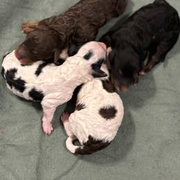 Black Phantom Male - Phantom male Poodle puppy in Belgreen, Alabama from Scott’s Farm Poodles and Doodles