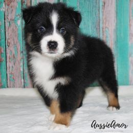 Miniature Australian Shepherd Puppies from Aussie Amor