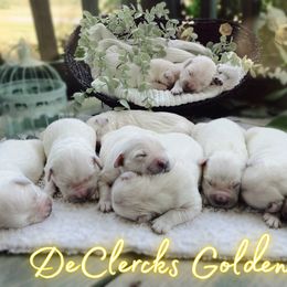 Golden Retriever Puppies from DeClercks Goldens