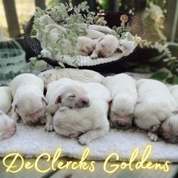 Golden Retriever Puppies from DeClercks Goldens