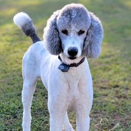 Poodles from New Life Family Farm